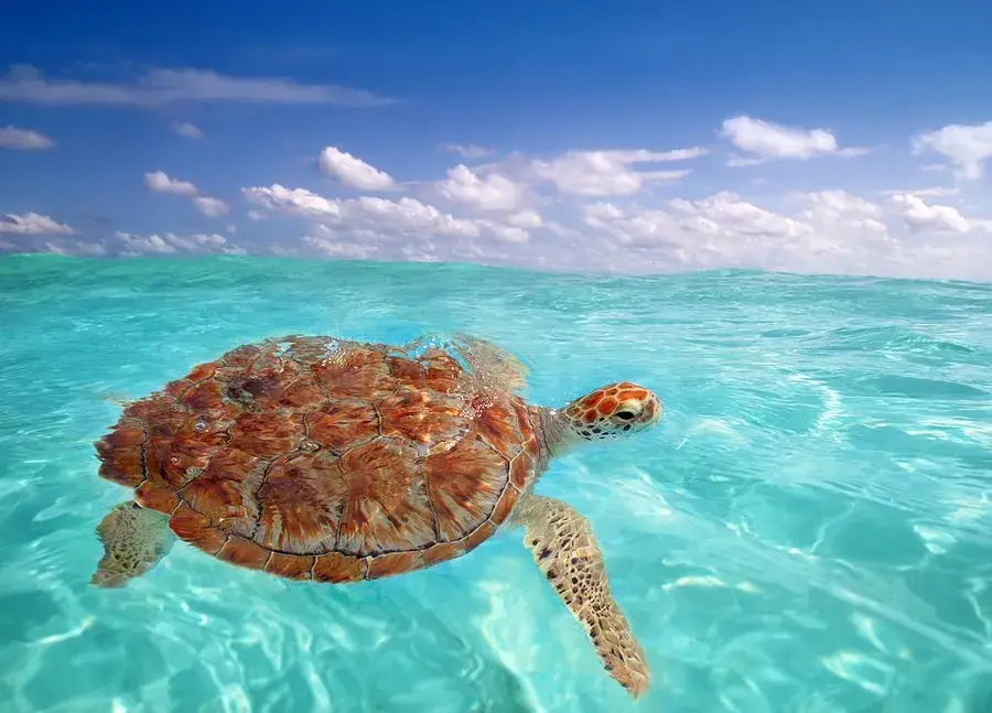 Image of Barbados Catamaran Turtle and Shipwreck Snorkeling Cruise