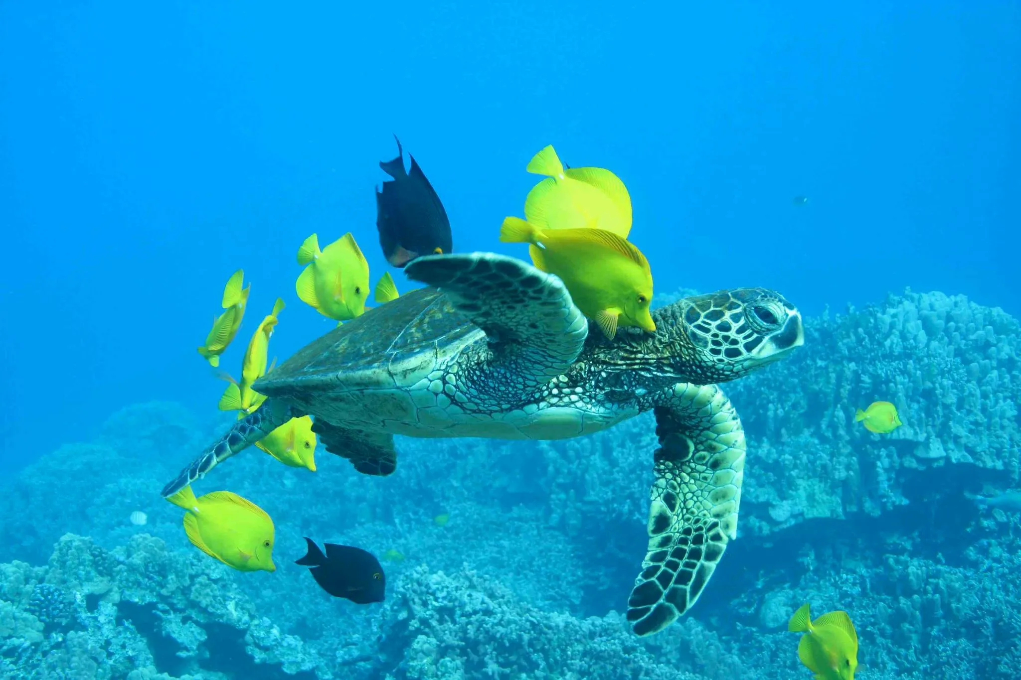 Image of Barbados Catamaran Turtle and Shipwreck Snorkeling Cruise