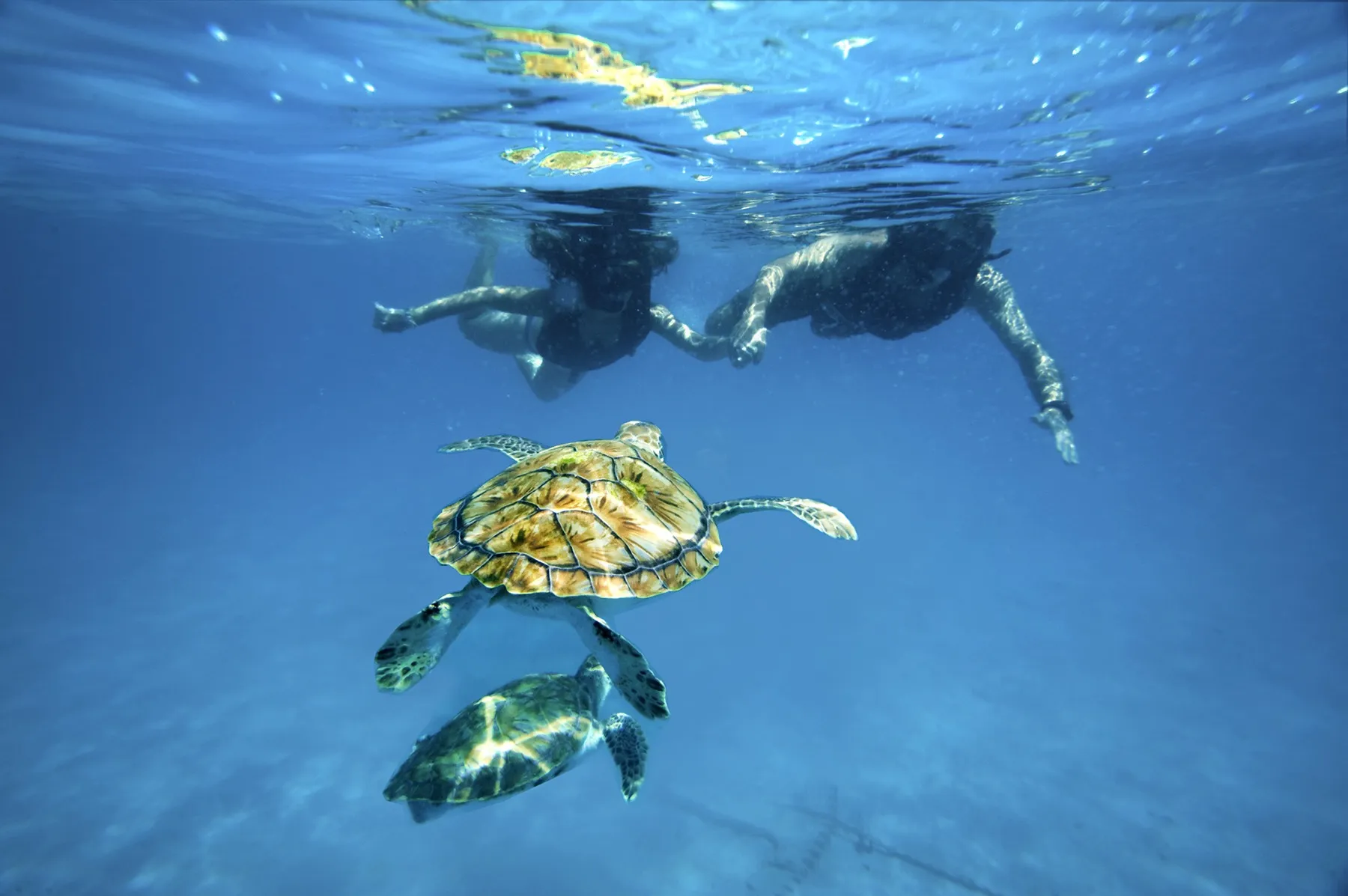 Image of Barbados Catamaran Turtle and Shipwreck Snorkeling Cruise