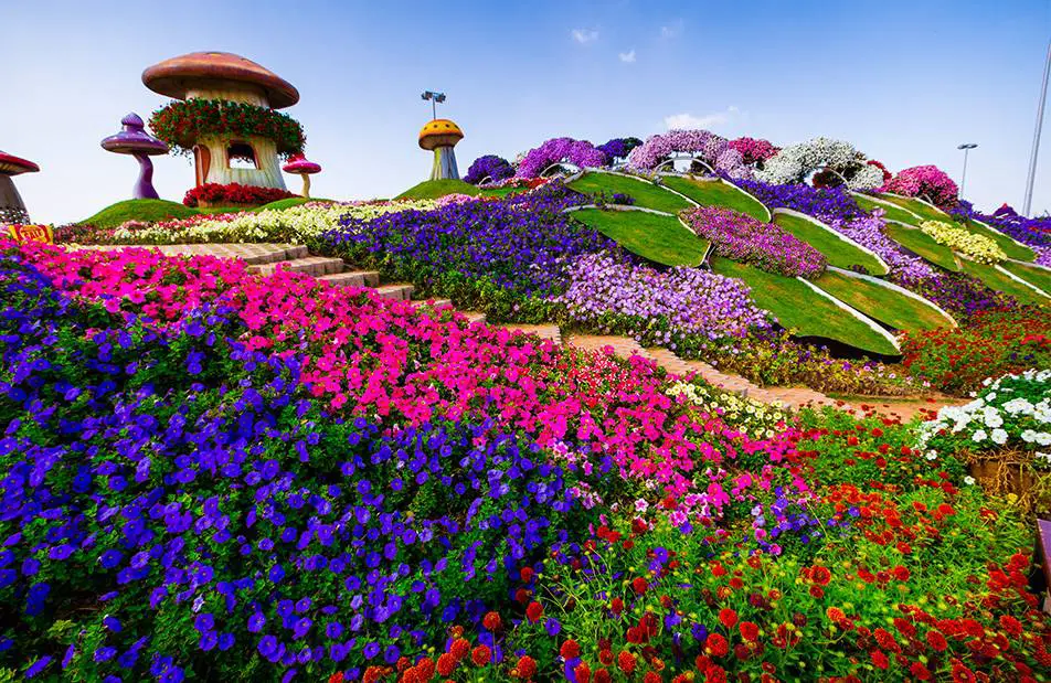 Image of Miracle Garden in Dubai