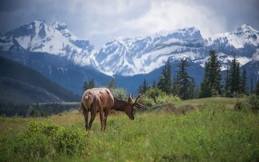 Image of Jasper National Park of Canada