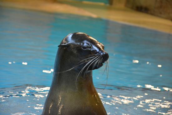 Image of Sea Lion Point Dubai