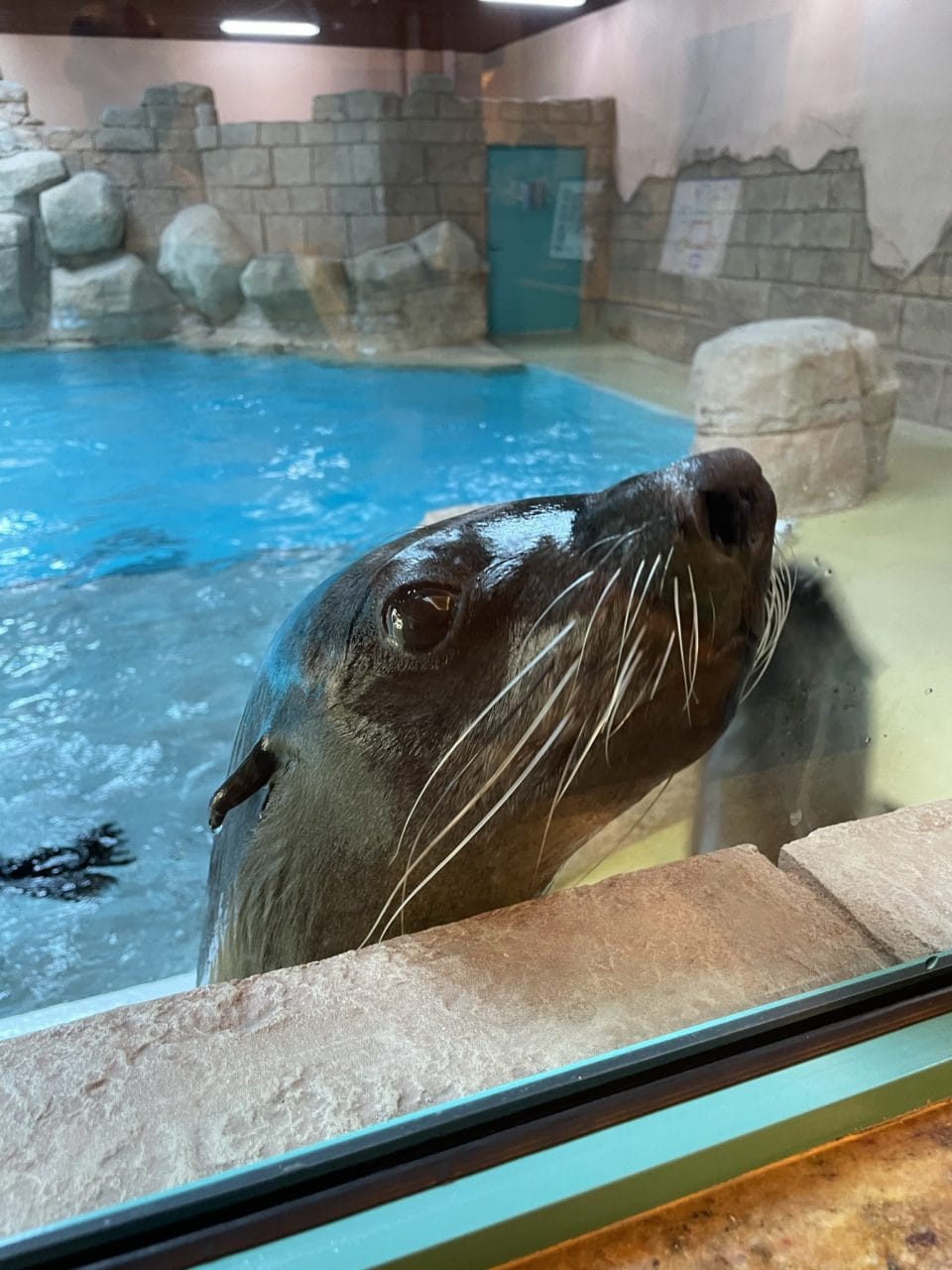 Image of Sea Lion Point Dubai