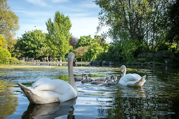 Image of St. Stephen's Green: Dublin's Tranquil Haven